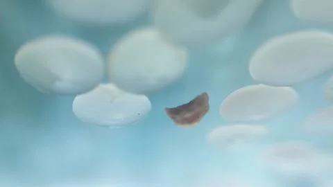 Camera underwater as Nurdles (plastic pellets) float on water surface Stock Footage 157694715