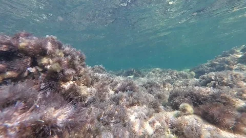 Camera underwater with sun reflections and seaweed waving Stock Footage 110876508