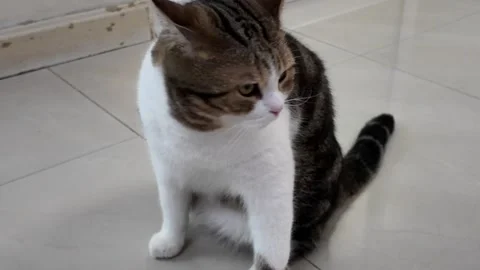 Camera video of a chubby tabby cat sitting on a tiled floor indoors Stock Footage 325650503