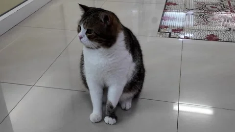 Camera video of a chubby tabby cat sitting on a tiled floor indoors Stock Footage 325650504