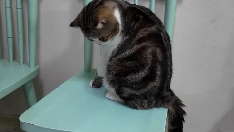 Camera video of a cute tabby cat sitting quietly on a chair Stock Footage 325650505