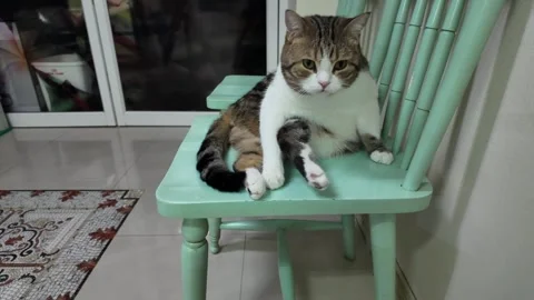 Camera video of a cute tabby cat sitting quietly on a chair Stock Footage 325650509