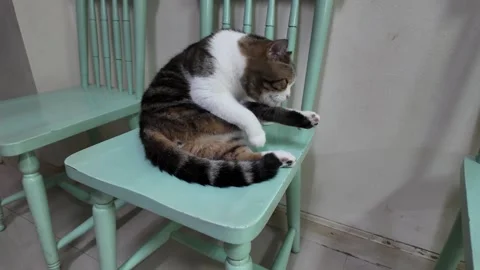 Camera video of a cute tabby cat sitting quietly on a chair Stock Footage 325650517