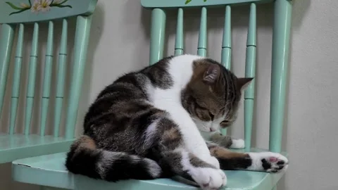 Camera video of a cute tabby cat sitting quietly on a chair Stock Footage 325650520