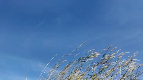 Camera video of grass swaying in the wind under blue sky Stock Footage 325650356