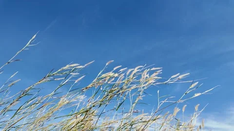 Camera video of grass swaying in the wind under blue sky Stock Footage 325650357