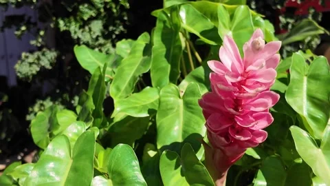 Camera video of pink ginger flower in tropical garden Stock Footage 325650574