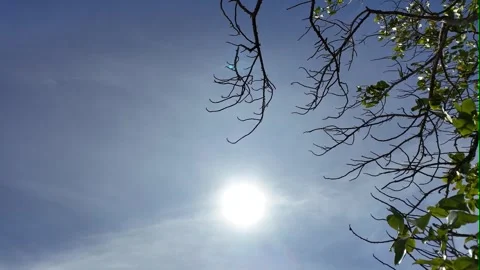 Camera video of sunlight through tree branches in clear sky Stock Footage 325650184