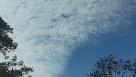 Camera video of tree branches with cloudy ripple sky in background Stock Footage 325720462