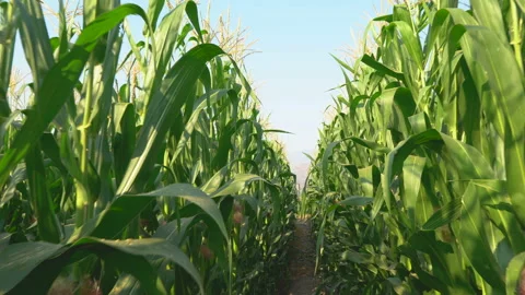 Camera view of farmer POV walking through corn field Stock Footage 134746028