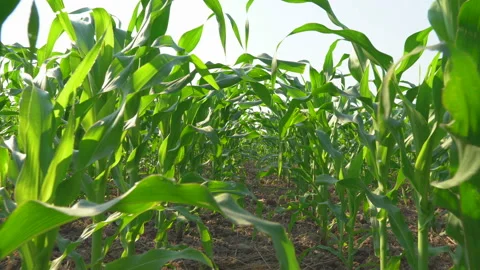 Camera view of farmer POV walking through corn field Stock Footage 134746039