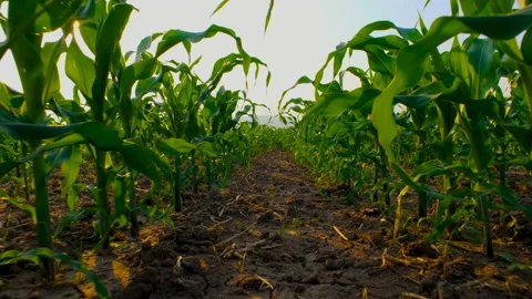 Camera view of farmer POV walking through corn field Stock Footage 147607282