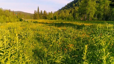 Camera view over a forest glade in motion at sunset Video stock 108654394
