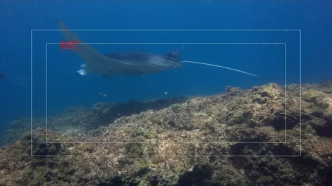 Camera Viewfinder Shot Of Graceful Leopard Shark Manta Ray &amp; Eagle Ray In Blue Stock Footage 114617656