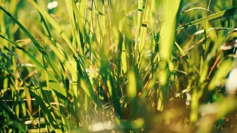 Camera wade through fresh green grass on the meadow Video stock 126430261