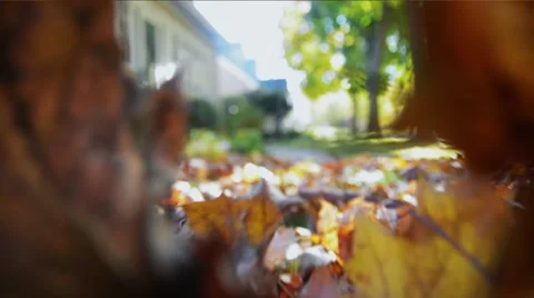 Camera walk through fallen leaves Video stock 43786019