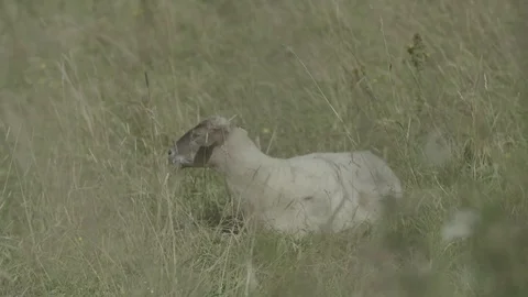 Camera walk thru sheep herd Stock Footage 79027798