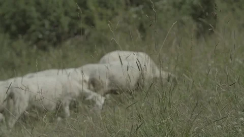 Camera walk thru sheep herd Stock Footage 79027996