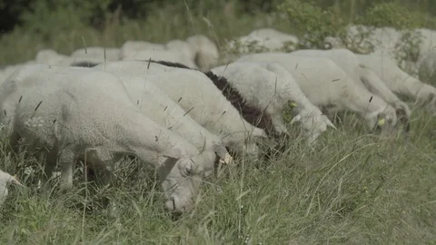 Camera walk thru sheep herd Stock Footage 79028145