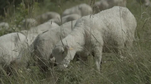 Camera walk thru sheep herd Stock Footage 79028880