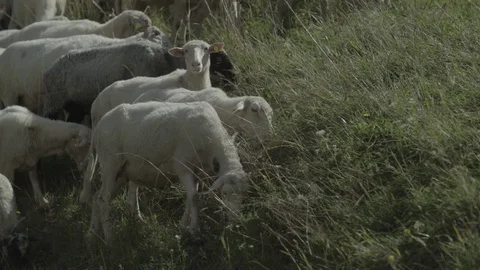 Camera walk thru sheep herd Stock Footage 79029143