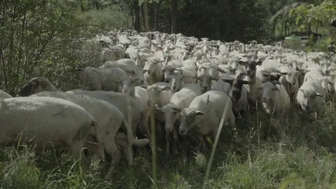 Camera walk thru sheep herd Stock Footage 79029183