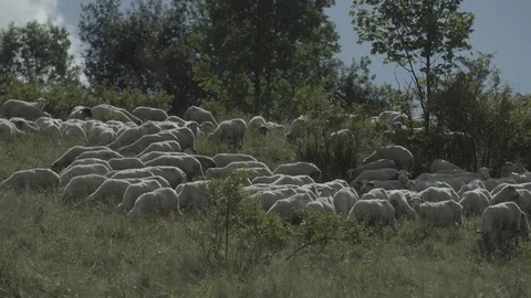 Camera walk thru sheep herd Stock Footage 79029313