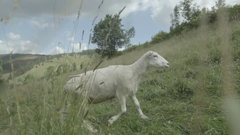 Camera walk thru sheep herd Stock Footage 79029393