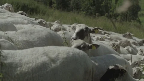 Camera walk thru sheep herd Stock Footage 79029636