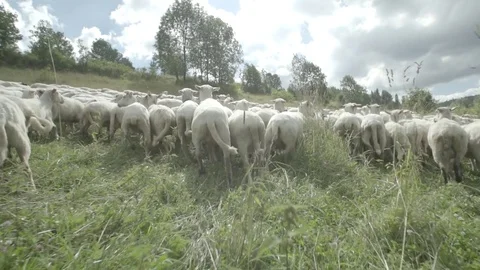 Camera walk thru sheep herd Stock Footage 79029671
