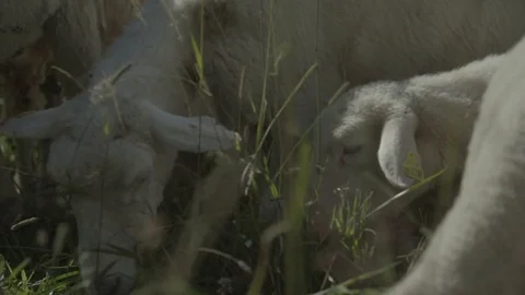Camera walk thru sheep herd Stock Footage 79030719