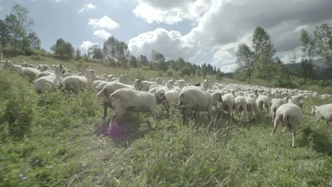 Camera walk thru sheep herd Stock Footage 79031042