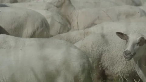 Camera walk thru sheep herd Stock Footage 79031049