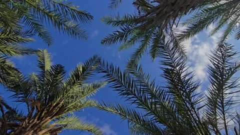 Camera walking through palm tree area under bright sun with shadows and gre.. Stock Footage 316238162