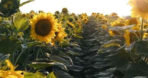 The camera is walking through the sunflower field Stockbeeldmateriaal 111397648