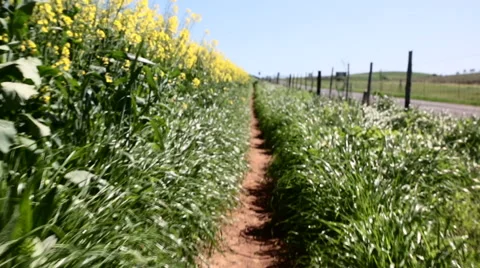 Camera walks along path lined with canola and fence. Stock Footage 55660307