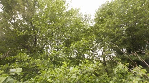 Camera in water tilt down from trees outside to leaves in waterAlbano lake,Italy Stock Footage 107655385
