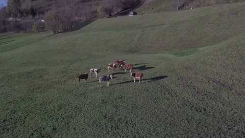 Camera yoon towards the group of cows on the lawn - Aerial Stock Footage 83836130