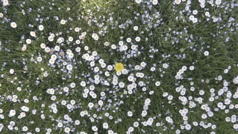 Camera zoom in into the chamomile field with the yellow flower in the middle Stock Footage 88795963