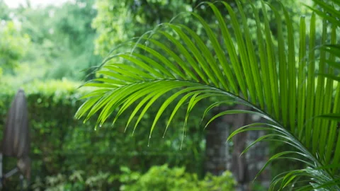 Camera zoom in on palm leaf in an Asian jungle garden, capturing droplets on Stock Footage 266886654