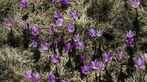 Camera zoom of saffron blossoms Stock Footage 27770159