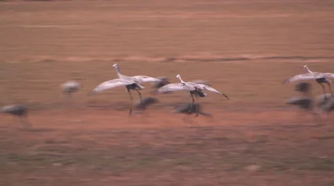Camera zoom of Sandhill Cranes in flight just before landing 스톡 동영상 56247340
