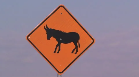Camera zoom of a wild burro sign in northern Nevada 스톡 동영상 56246786