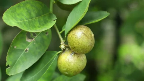 The camera is zooming Fresh lemons from the tree Video stock 250396261