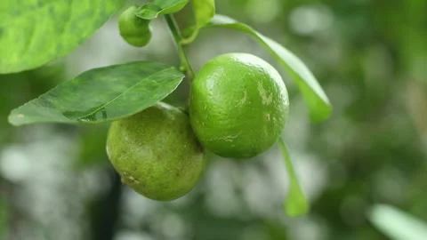 The camera is zooming Fresh lemons from the tree Stock Footage 250396308