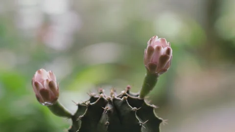 The camera is zooming Fresh lemons from the tree Stock Footage 250396525