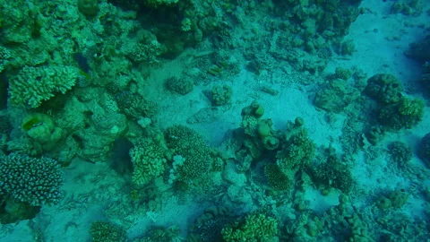 Camera zooms in from above on Tentacled Flathead lying on sandy seabed between Stock Footage 339965061