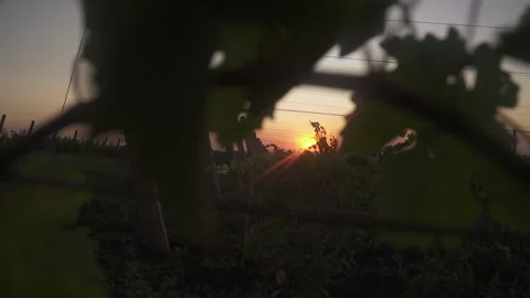 The camera zooms in On the background of sunset, dawn through the grape leaves Stock Footage 153861505