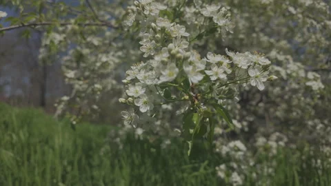 Camera zooms in on blooming Mahaleb cherry or St Lucie cherry (Prunus mahaleb) Stock Footage 321274409