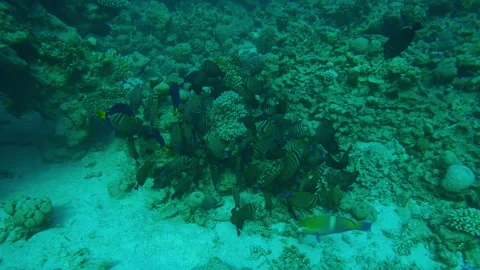 Camera zooms in on school of Red Sea Sailfin Tang and variety of other tropical Video stock 336564459